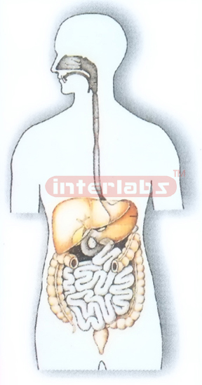 PLATE-HANGING, HUMAN DIGESTIVE SYSTEM